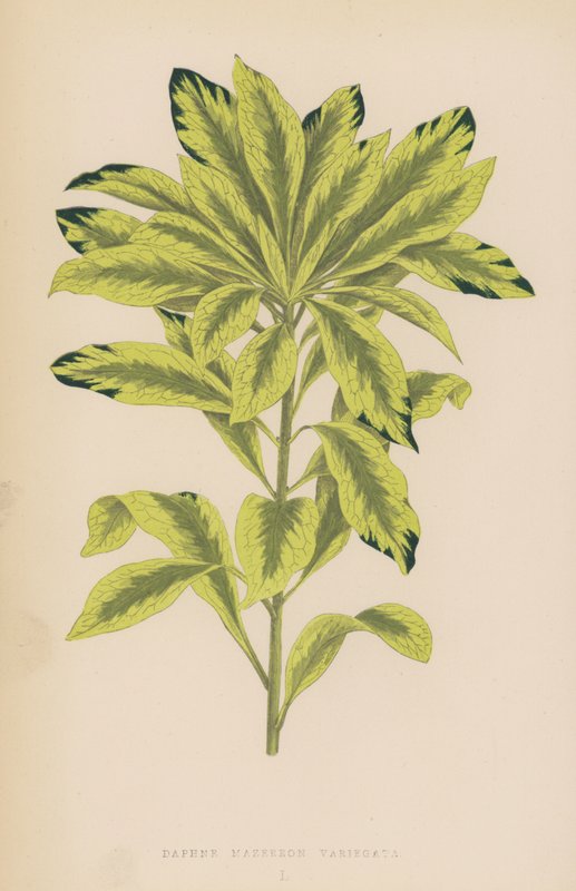 Daphne Mazereon Variegata av English School