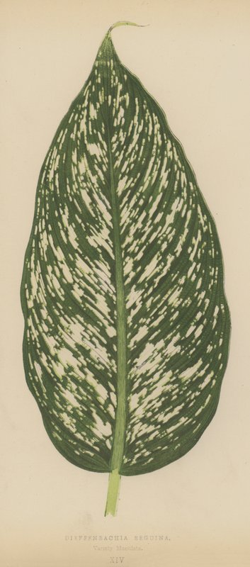 Dieffenbachia Seguina, Variety Maculata av English School