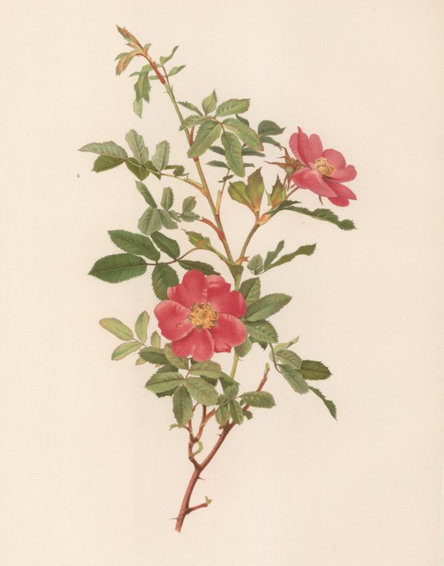 Engelsk Rose av English School