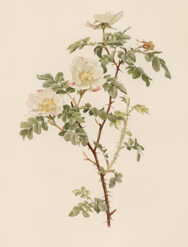 Engelsk Rose av English School