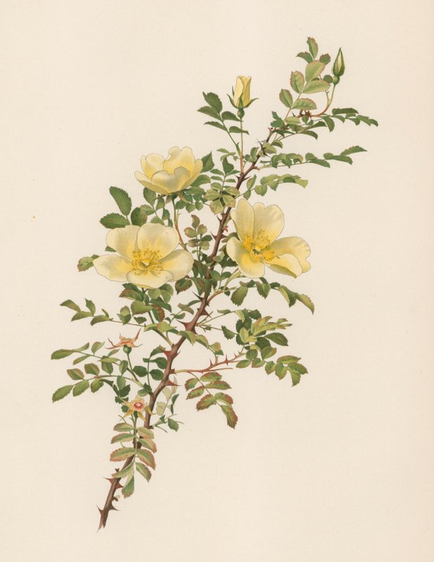 Engelsk Rose av English School