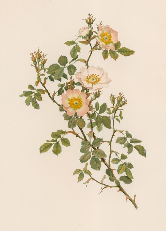 Engelsk Rose av English School