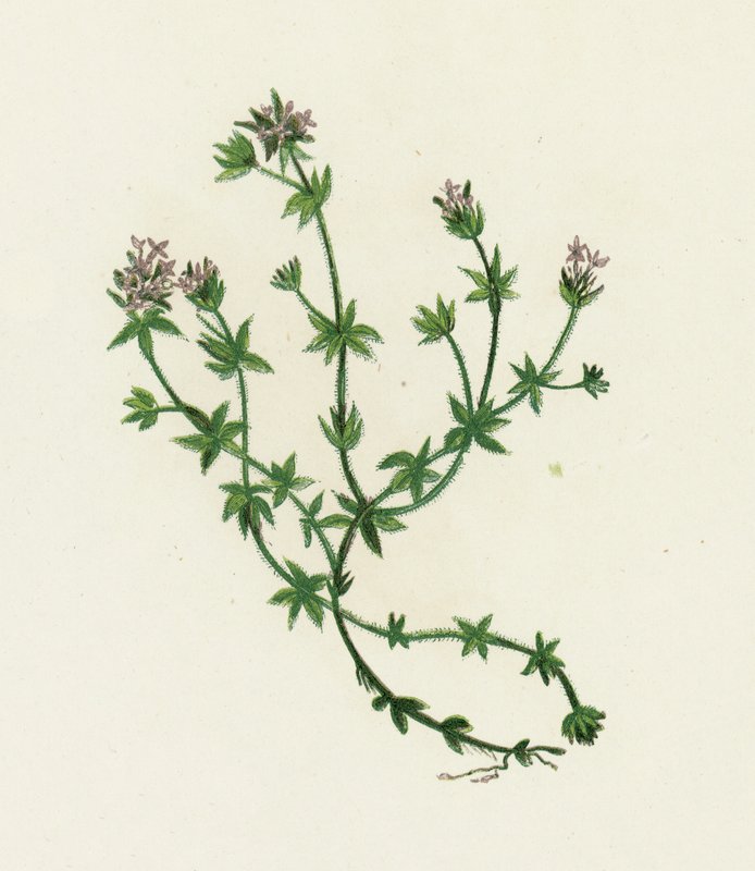 Field Madder, Sherardia Arvensis av English School