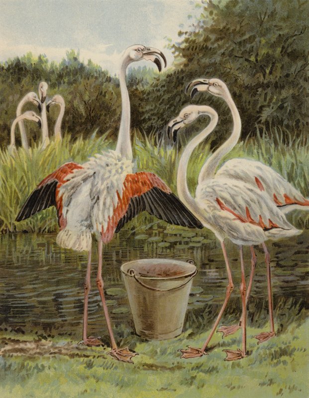 Flamingoer mater seg av English School