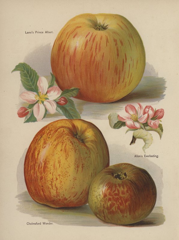 Lanes Prince Albert, Allens Everlasting, Chelmsford Wonder av English School