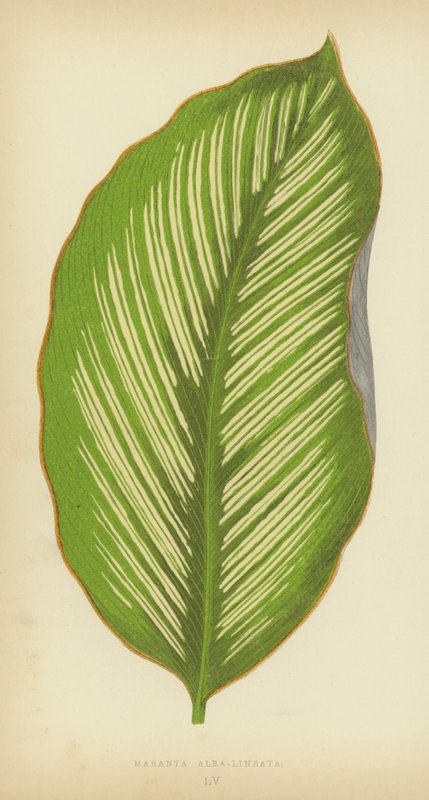 Maranta Alba-Lineata av English School