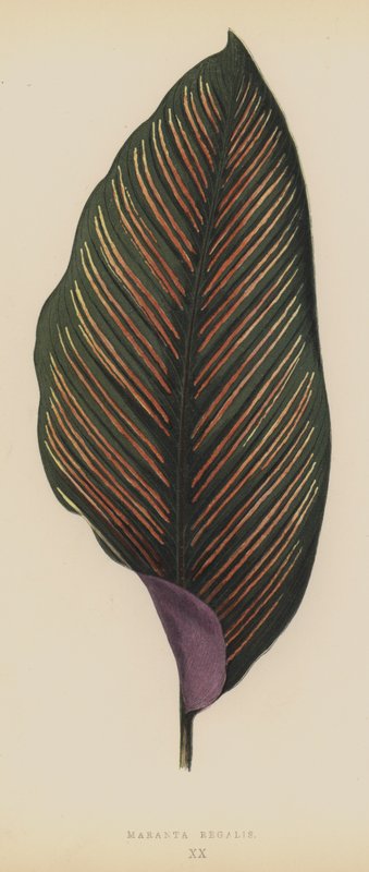 Maranta Royal av English School