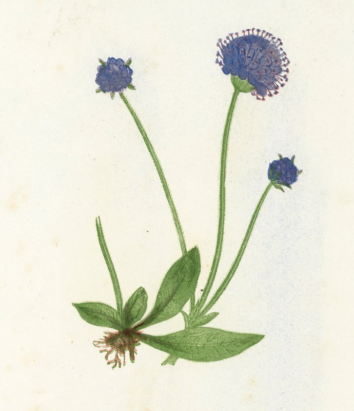 Premorse Scabious, Scabiosa Succisa av English School
