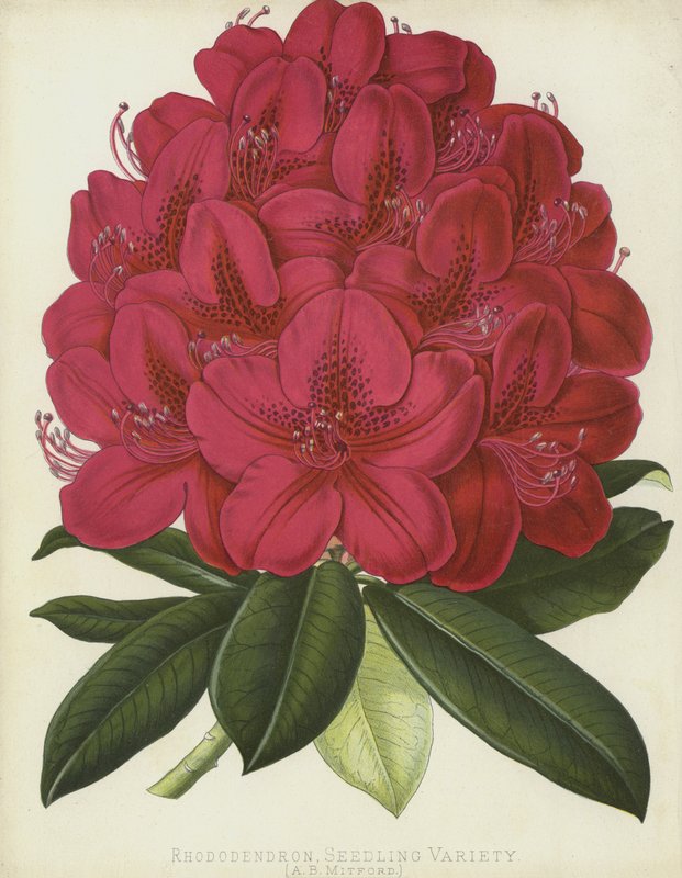 Rhododendron, frøplantevariant, A B Mitford av English School