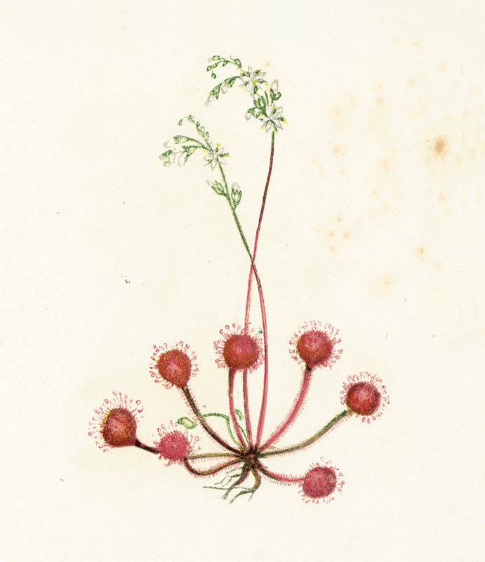 Rundbladet Soldugg, Drosera Rotundifolia av English School