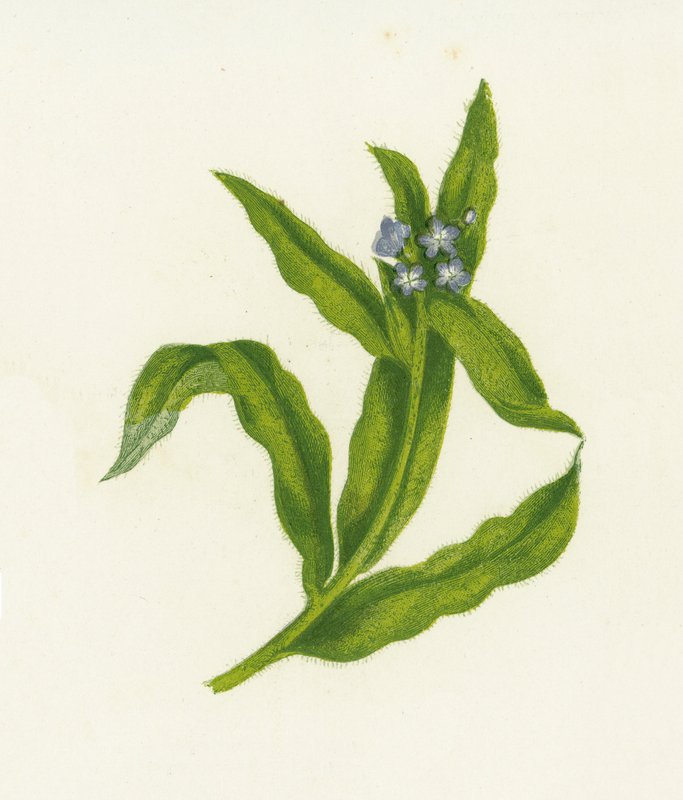 Liten Bugloss, Lycopsis Arvensis av English School