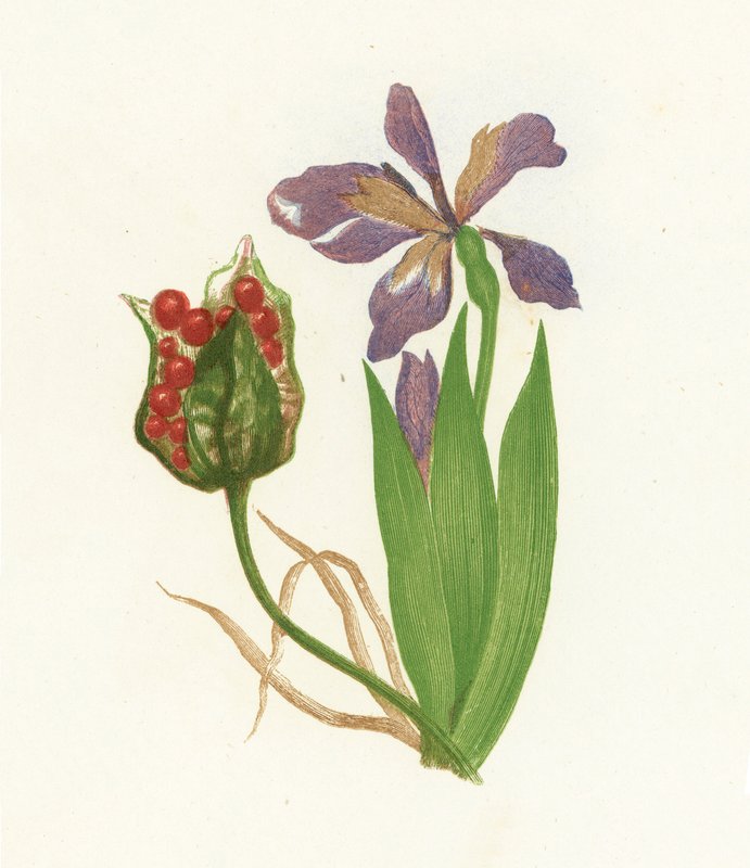 Stinking Iris, Iris Foetidissima av English School