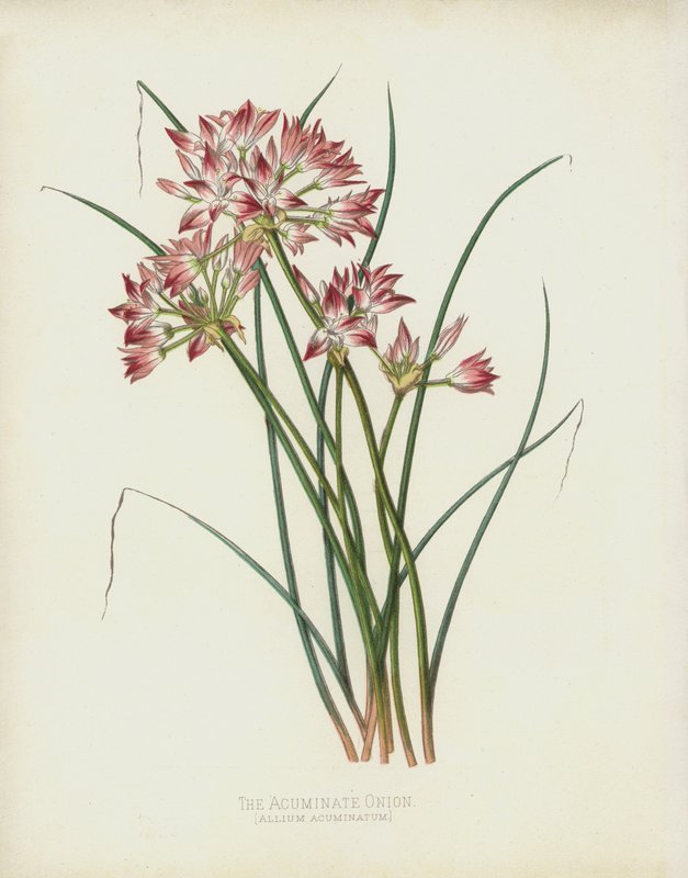 Akuminatløken, Allium Acuminatum av English School