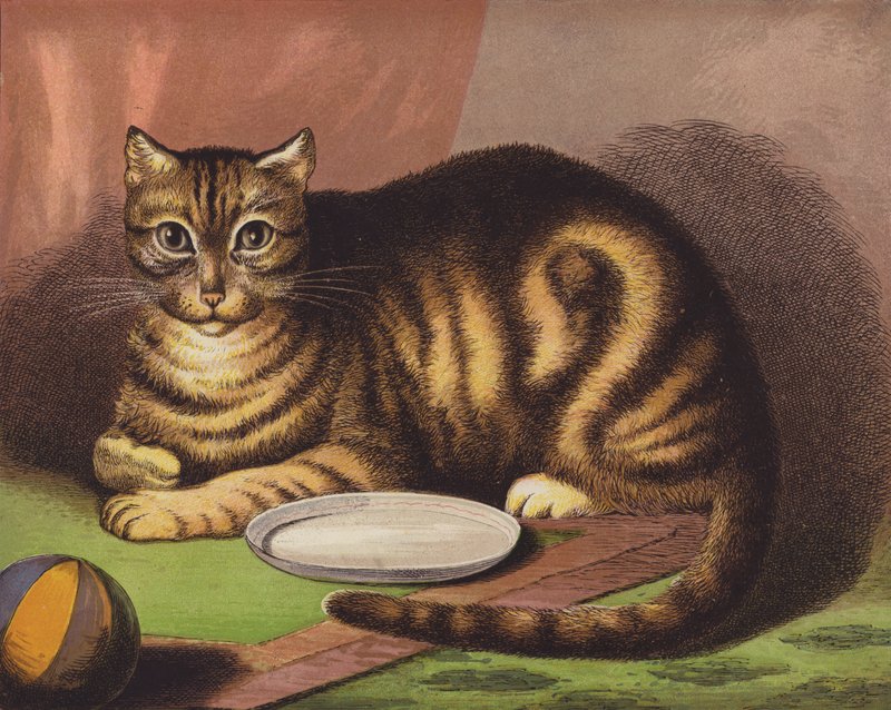 Katten av English School