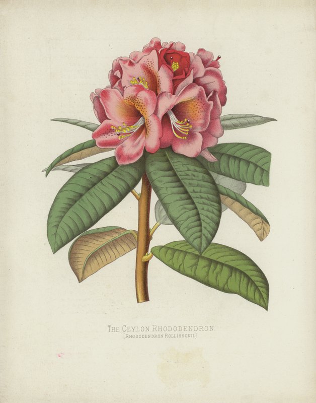 Ceylon Rhododendron, Rhododendron Rollissonii av English School