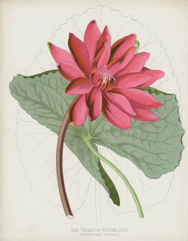 The Crimson Water-Lily, Nymphaea Rubra av English School