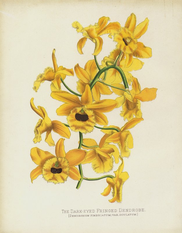 The Dark-Eyed Fringed Dendrobe, Dendrobium Fimbruatum; var Oculatum av English School