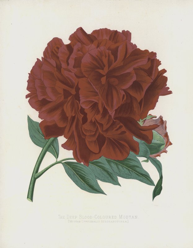 Den dype blodfargede Moutan, Moutan Officinalis; Atrosanguinea av English School