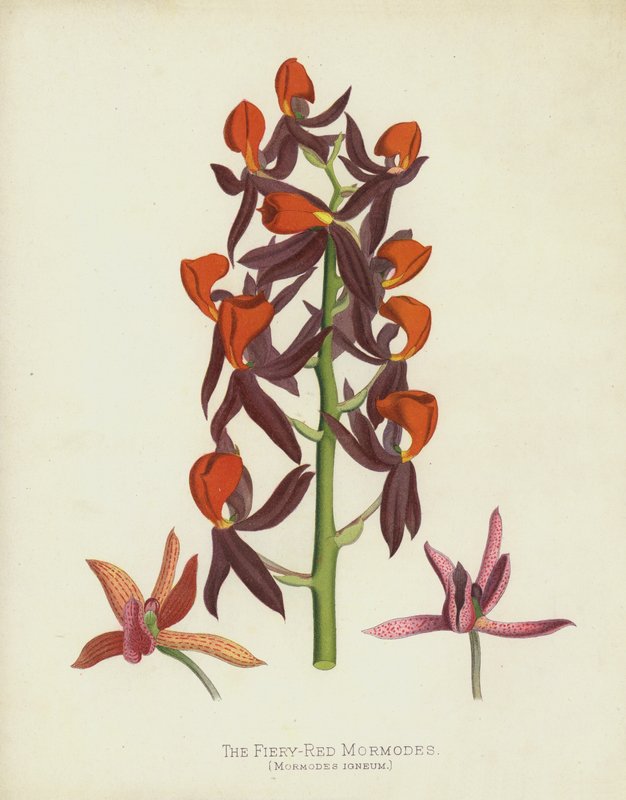The Fiery-Red Mormodes, Mormodes Igneum av English School