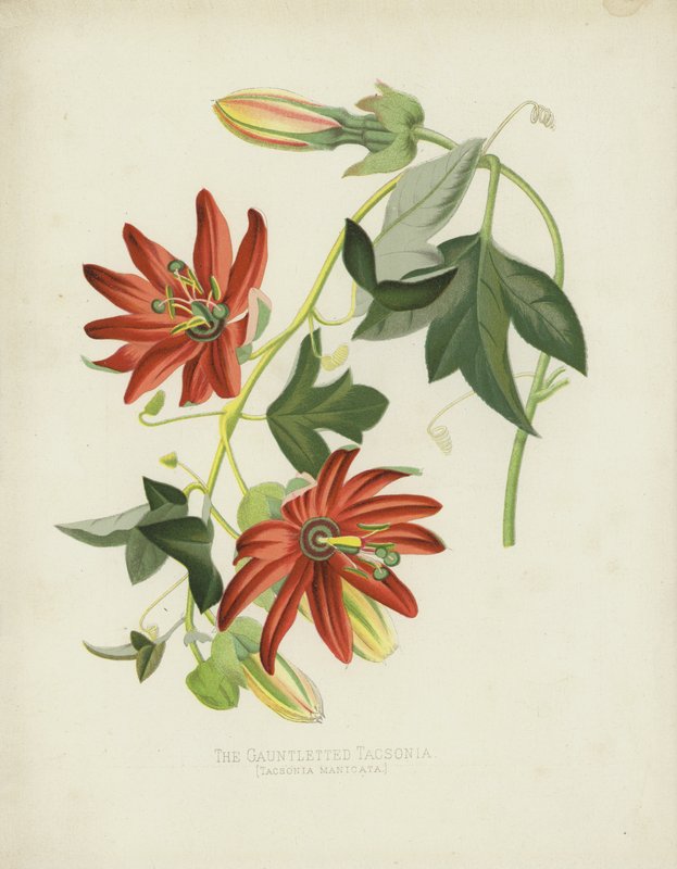 The Gauntletted Tacsonia, Tacsonia Manicata av English School