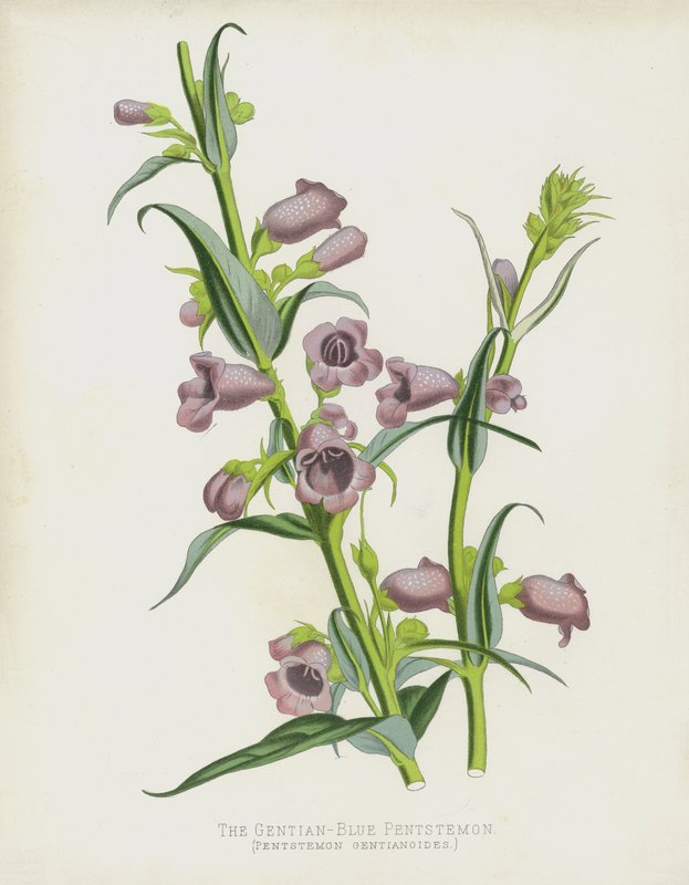 The Gentian-Blue Pentstemon, Pentstemon Gentianoides av English School