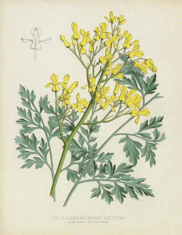 The Golden-Flowered Dielytra, Dielytra Chrysantha av English School