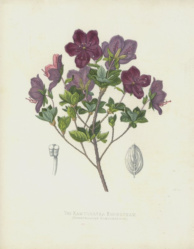 Kamchatka Rhodotham, Rhabdothamnus Kamtschaticus av English School