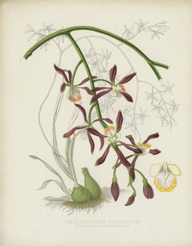 Den langbladede epidendrum, Epidendrum Longipetalum av English School