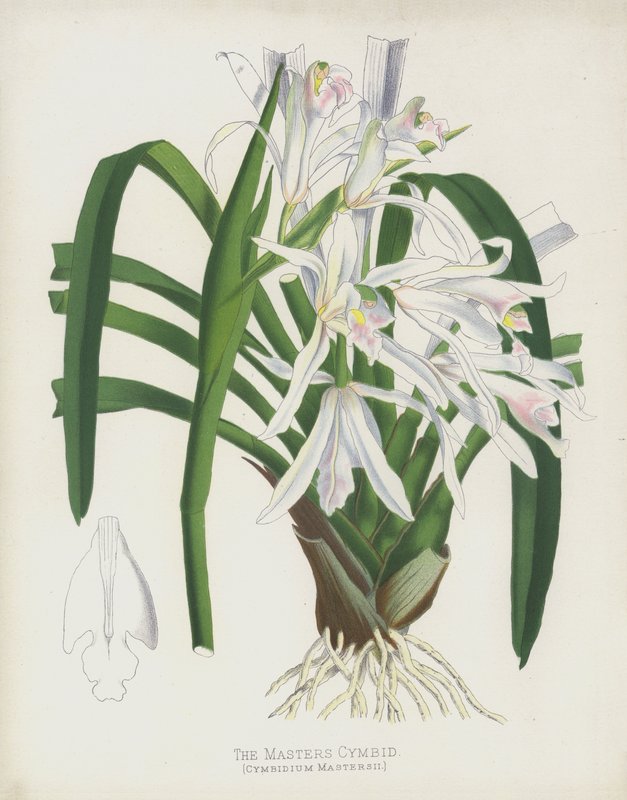 The Masters Cymbid, Cymbidium Mastersii av English School