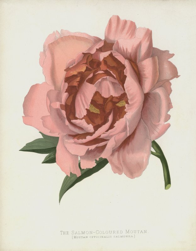Den laksefargede Moutan, Moutan Officinalis; Salmonea av English School