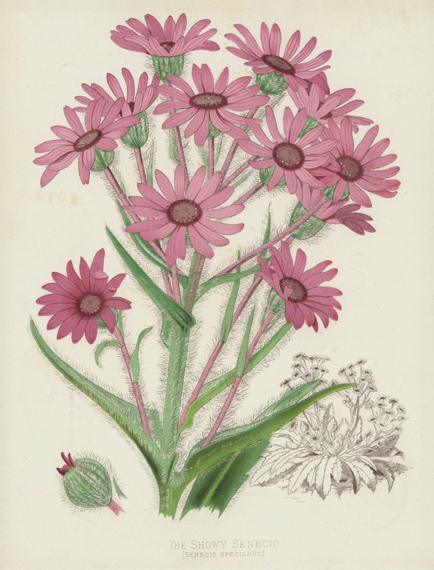 Den prangende Senecio, Senecio Speciosus av English School