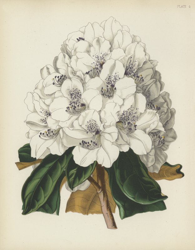The White Cunningham Rhododendron, Rhododendron Cinnamomeum; var Cunninghami av English School