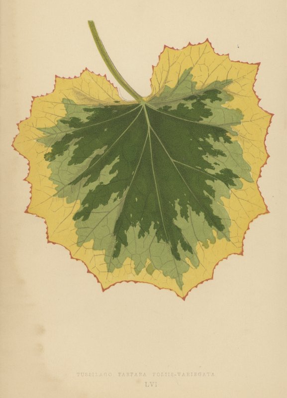 Tussilago Farfara Leaf-Variegata av English School