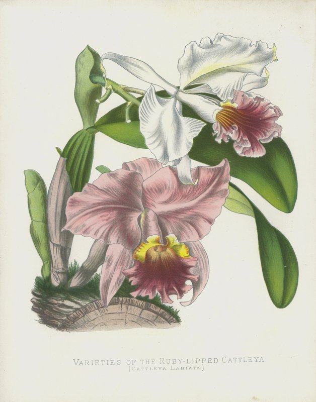 Varianter av Ruby-Lipped Cattleya, Cattleya Labiata av English School