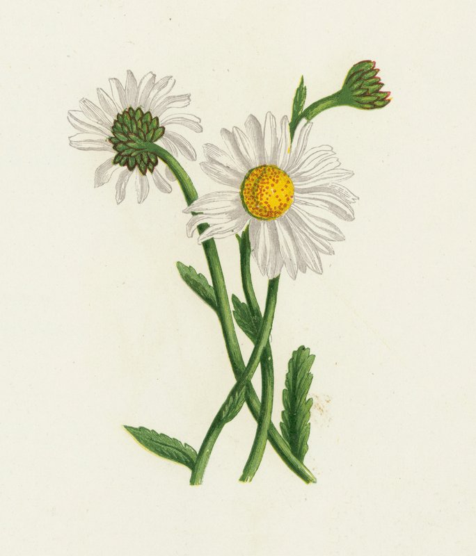 White Ox-Eye, Chrysanthemum Leucanthemum av English School
