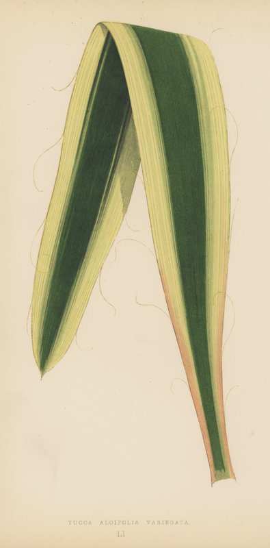 Yucca Aloifolia Variegata av English School