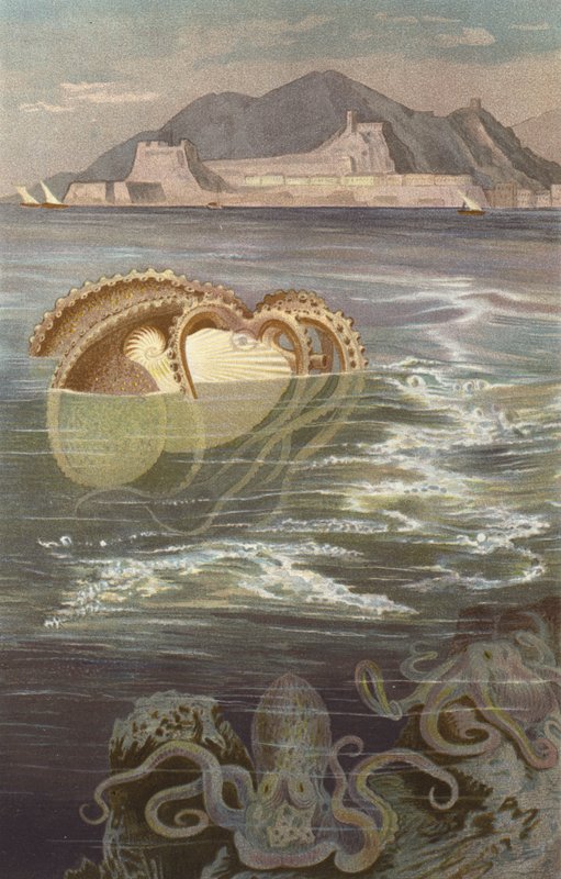Papir-Nautilus av European School
