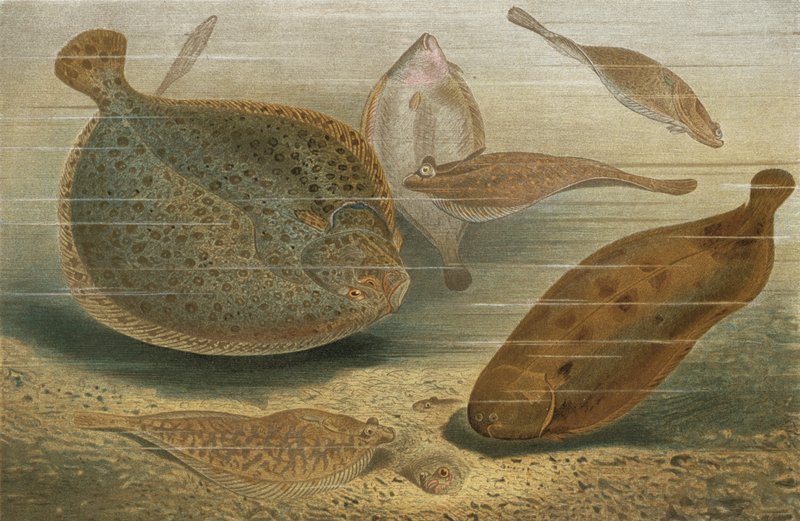flatfisk av European School
