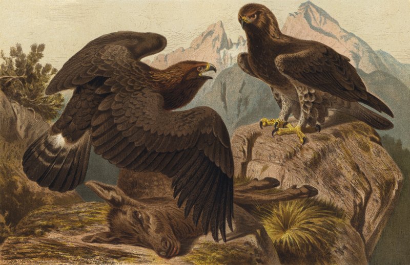 Steinadler av European School