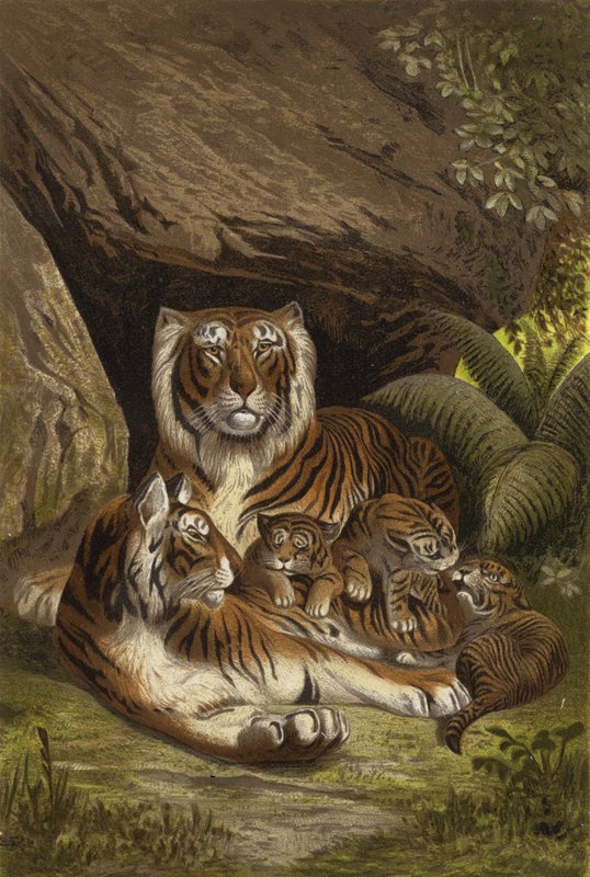 Tiger av European School