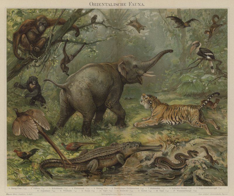 Asiatisk fauna av German School