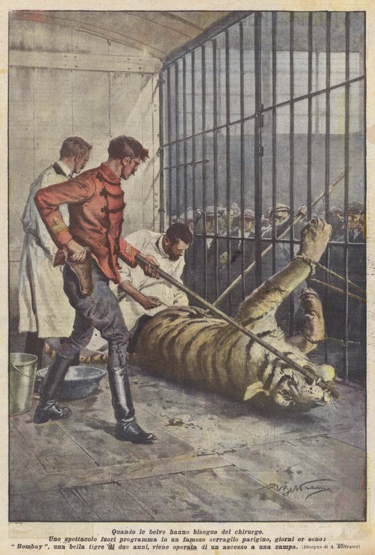 Når beistene trenger kirurgen av Achille Beltrame