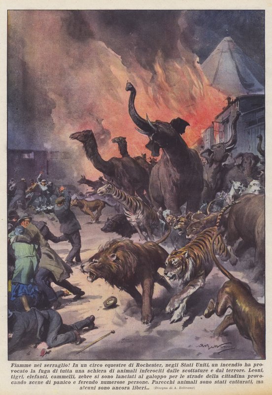 Flammer i menasjeriet! av Achille Beltrame