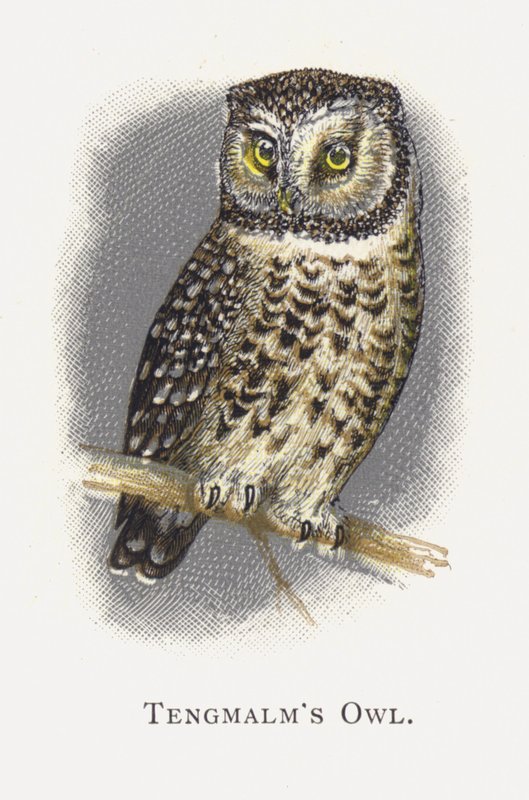 Tengmalms Ugle av Alexander Francis Lydon