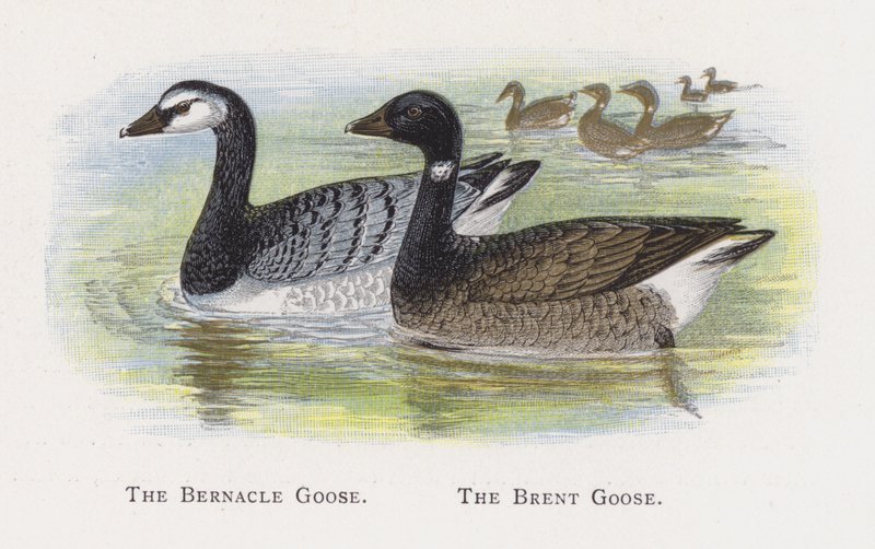 Bernacle Goose, The Brent Goose av Alexander Francis Lydon