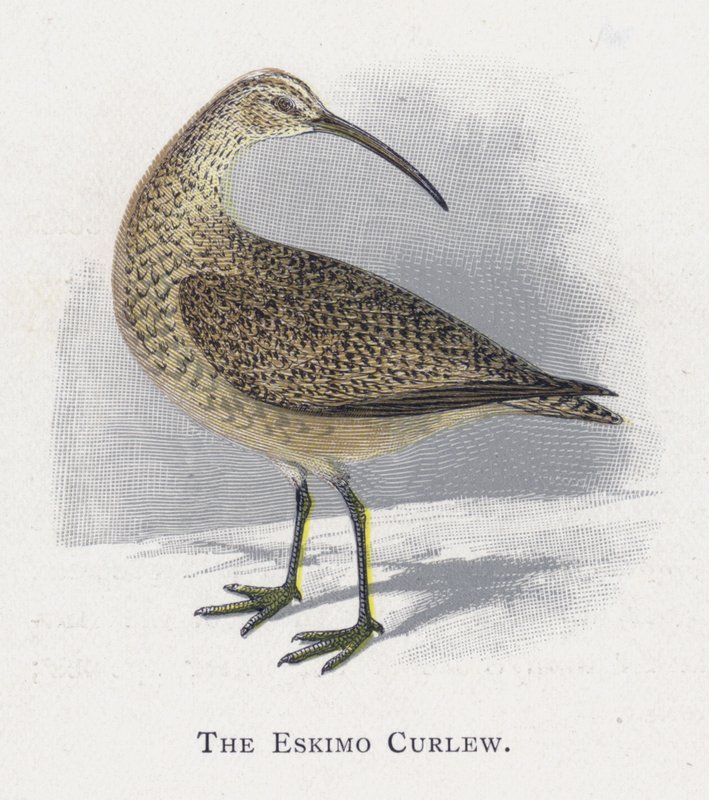 Eskimo-curlew av Alexander Francis Lydon