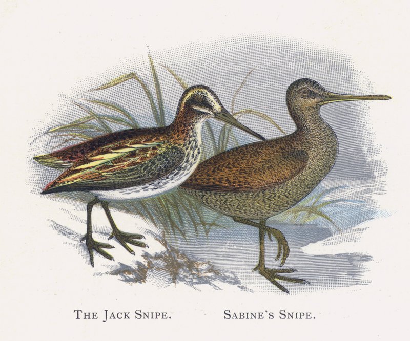 The Jack Snipe, Sabines Snipe av Alexander Francis Lydon