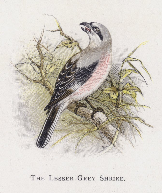 The Lesser Grey Shrike av Alexander Francis Lydon