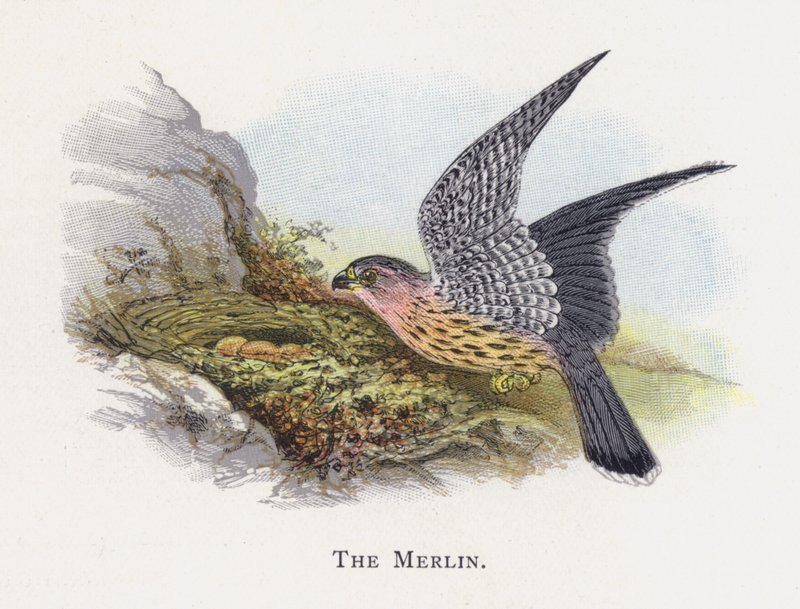 Merlin av Alexander Francis Lydon