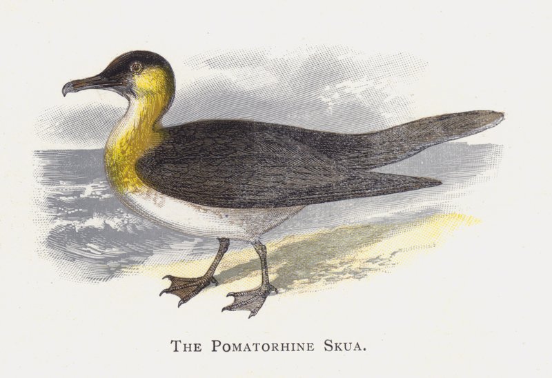 Pomatorhine Skua av Alexander Francis Lydon